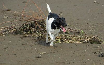 happy dog running