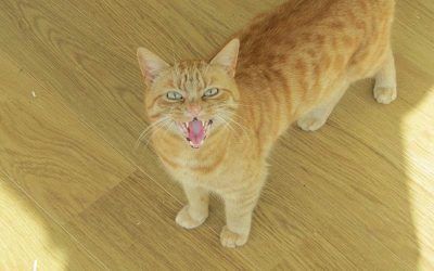Lol at this photo! meowing cat
