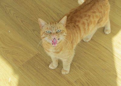 meowing cat