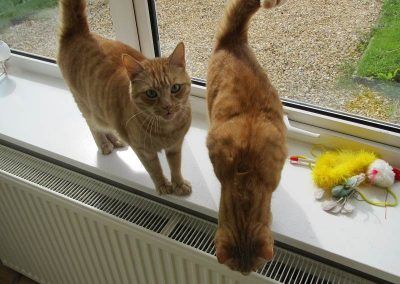 Two ginger cats