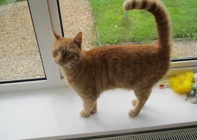 ginger cat on window ledge