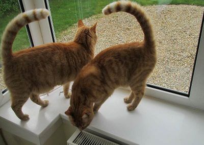 Bob and bing