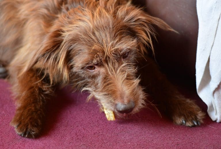 dog eating pork scratching