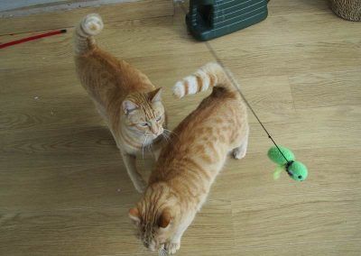 ginger cats playing