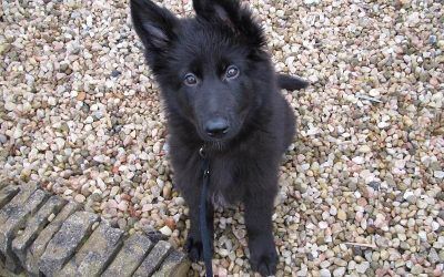Skye starting her first walk! black german shepherd puppy