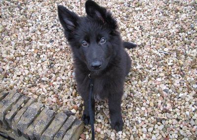 11 week old german shepherd puppy