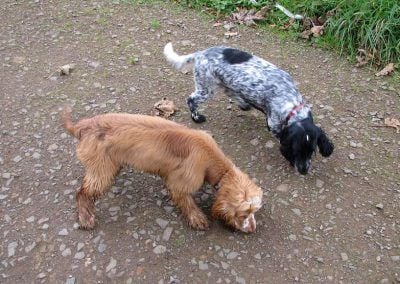 Two cocker spaniels