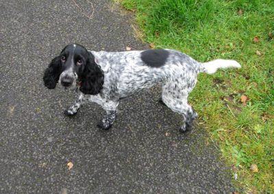 Jersey the cocker spaniel