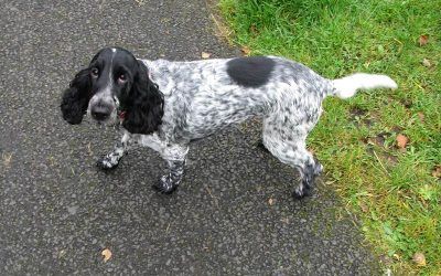 Jersey on a walk jersey the cocker spaniel