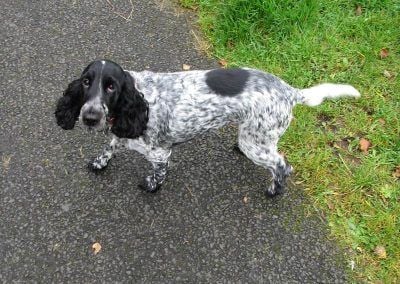 jersey the cocker spaniel