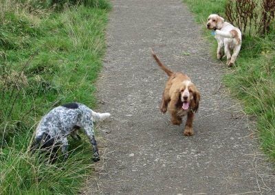 blue roan cocker spaniel, orange roan cocker spaniel and golden cocker spaniel in Erskine