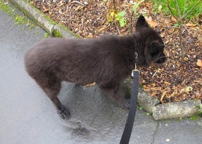 puppy on a lead