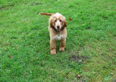 Puppy cocker spaniel