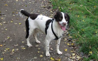 springer spaniel with docked tail