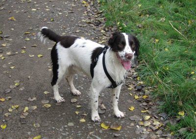 springer spaniel with docked tail