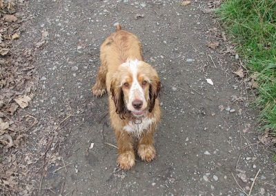 Puppy Penny the cocker spaniel walking on the pathway in Boden boo