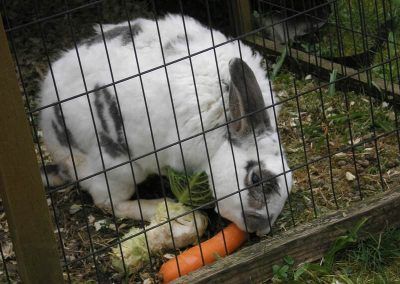 rabbit eating a carrot