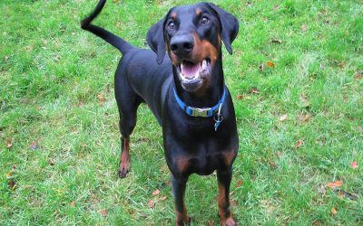Good looking boy, Rory! Dog posing for a photo