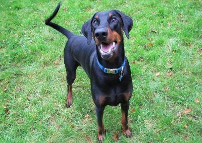 Dog posing for a photo