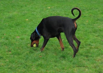 doberman with ball in it's mouth