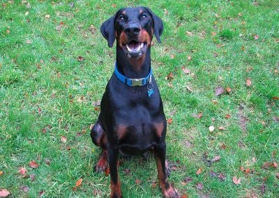 doberman sitting for a treat