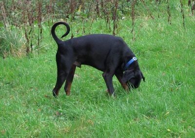 doberman sniffing grass