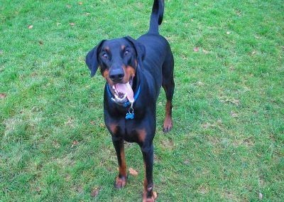 Doberman standing in park