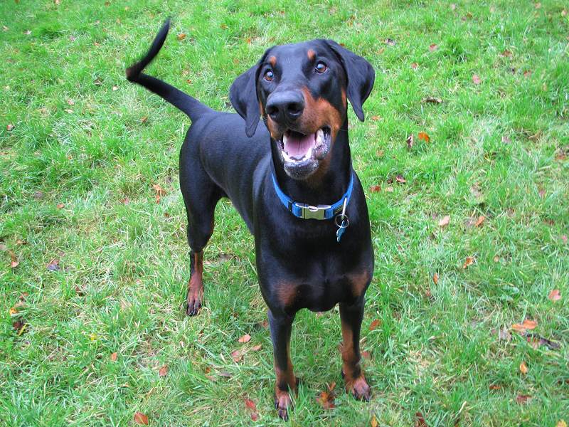 Dog posing for a photo