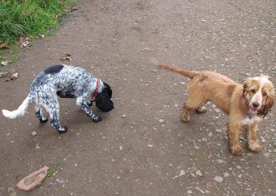 Blue roan cocker spaniel and golden cocker spaniel