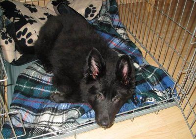 Puppy in crate