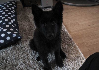 Cute long coated german shepherd puppy