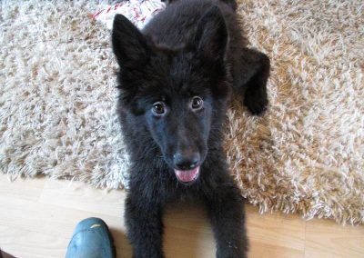 Black german shepherd puppy wanting to play