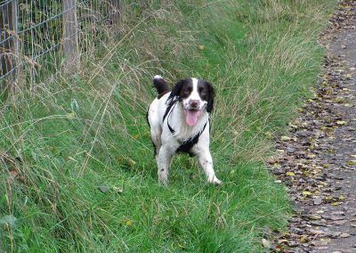 liver and white springer