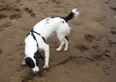 Spaniel playing with stick on beach