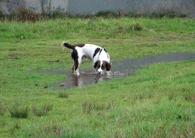 dog drinking from a puddle