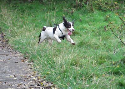 Liver and white springer spaniel running