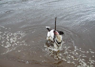 dog playing with stick in Clyde