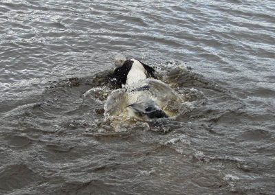 Spaniel swimming in river clyde