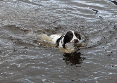 Springer spaniel swimming with bottle