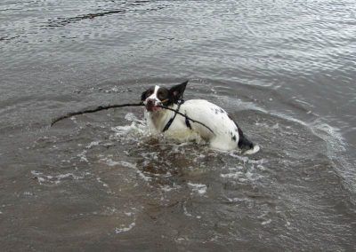 Working springer spaniel swimming