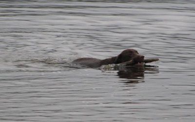 Good boy, Harris! Chocolate Labrador swimming