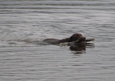 Chocolate Labrador swimming