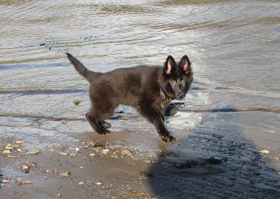 Puppy standing near water