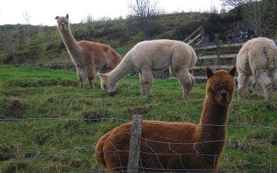 I even looked after Alpacas! Alpacas Langbank