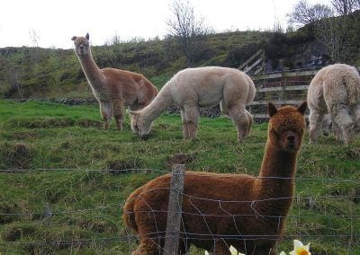 Alpacas Langbank