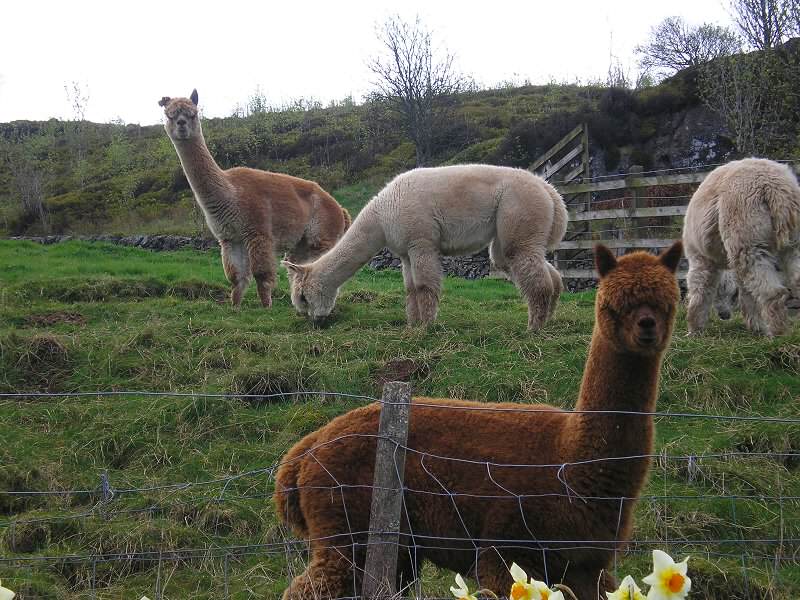 Alpacas Langbank