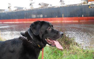 Bruno getting walked on the river walkway Large black dog with large ship