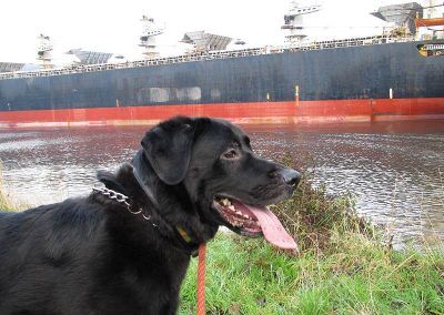Large black dog with large ship