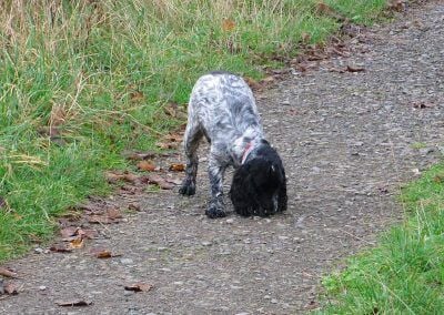 Small blue roan cocker spaniel