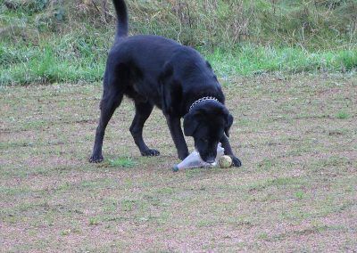 dog trying to get two toys in mouth